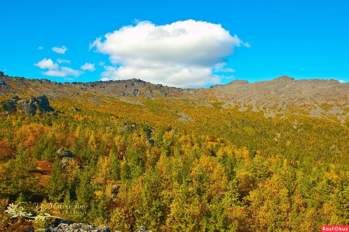 Серебрянский лес. Серебрянский парк. Леса луганской области. Серебрянский лес донецкая область. Кременские леса.