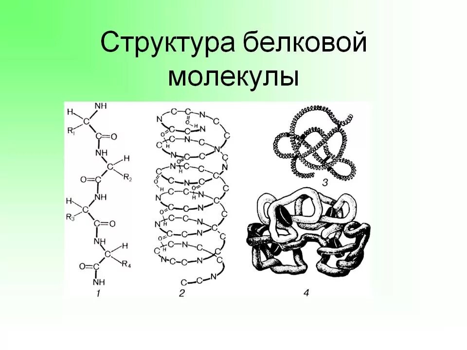 Первые белковые. Первичная структура белковой молекулы рисунок. Структура белка 4 структуры. Структуры белка рисунок. Строение белковых молекул структура белка.