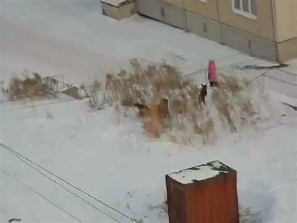 Воркута бездомные животные. Воркута бездомные животные