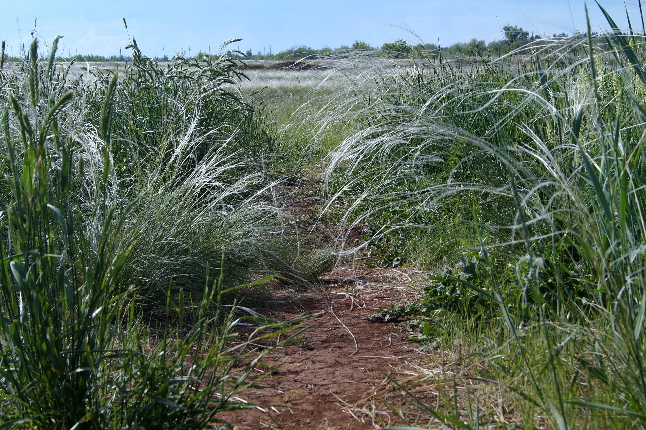 Полынная деревня. Полынь в степи. Типчаково полынная степь. Поле с полынью. Поле с полынью.