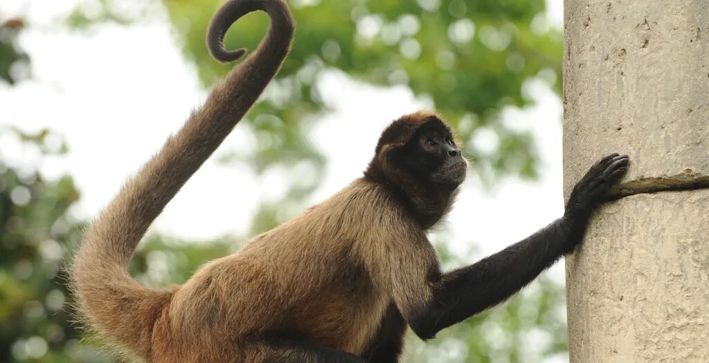 обезьяна белогрудый капуцин. белощёкая коата. обезьянка с хвостиком. обезьяна на ветке. обезьяний хвостик.