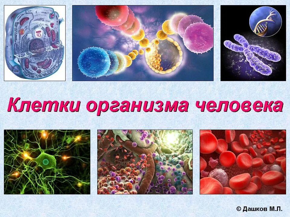 Клетка организма человека органы