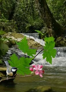 Природа анимация картинки
