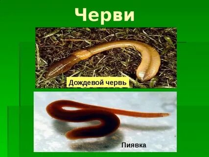 Дуб дождевой червь белка уж