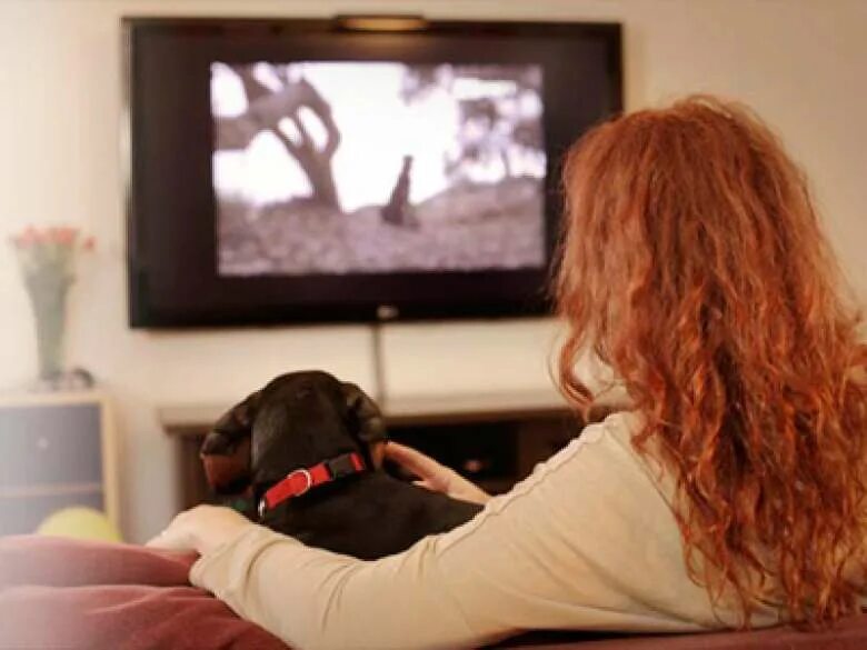 Собака и телевизор. Телеканал Dog TV. Собака смотрит телевизор. Собака и телевизор картинки.