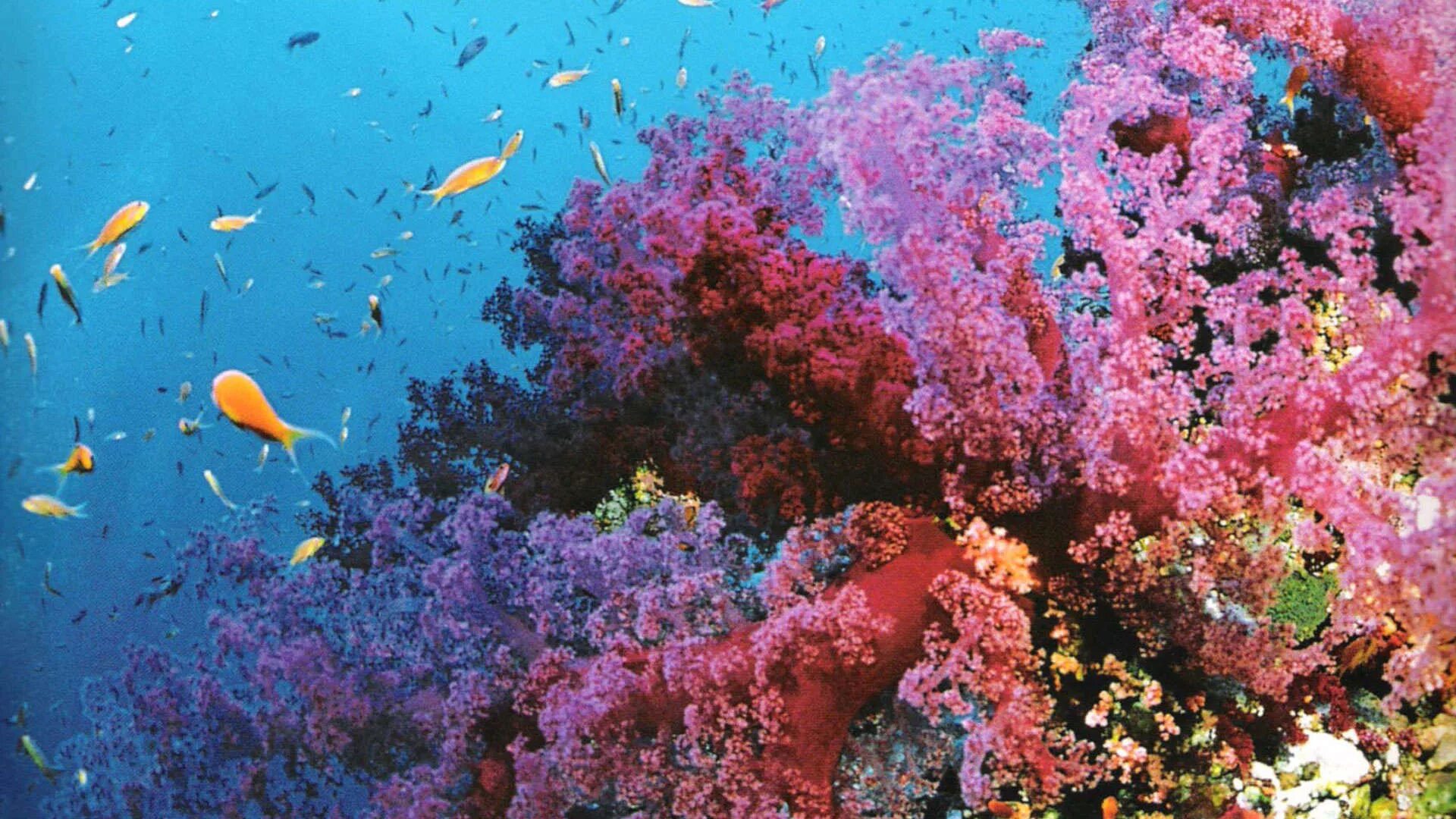 Coral video. Большой Барьерный риф подводный мир. Большой Барьерный риф коралловые полипы. Барракуда в коралловых рифах. Водоросли большого барьерного рифа.