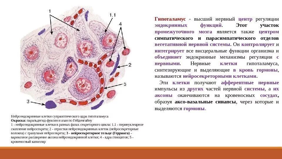 Высшим эндокринным центром