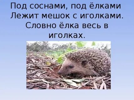 Под соснами елками лежит мешок с иголками