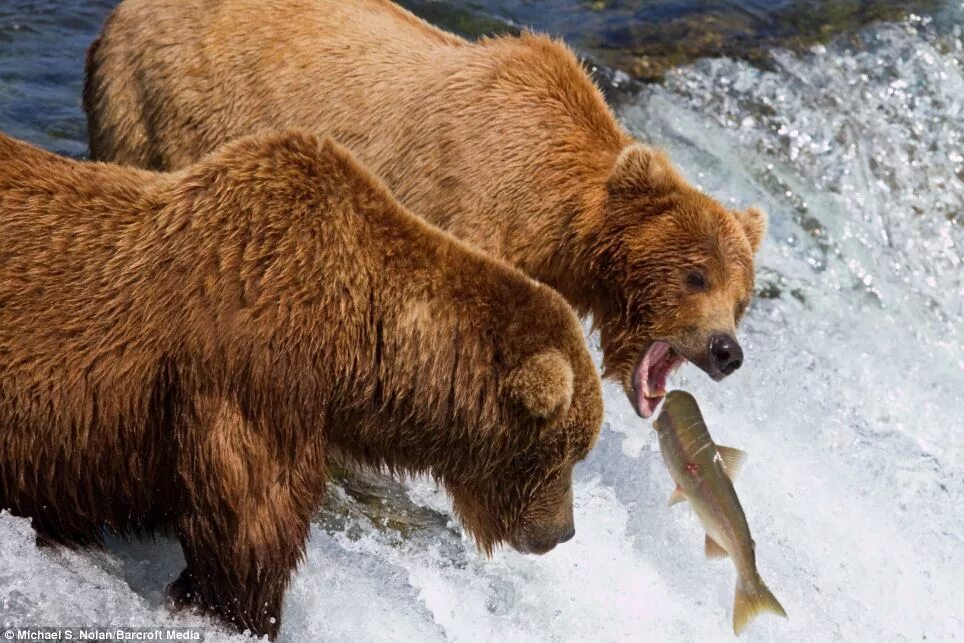 Медведь Гризли охотится на лосося. Медведь Гризли на Аляске. Бурый медведь на Аляске. Медведь Гризли охотится. Охота на аляске
