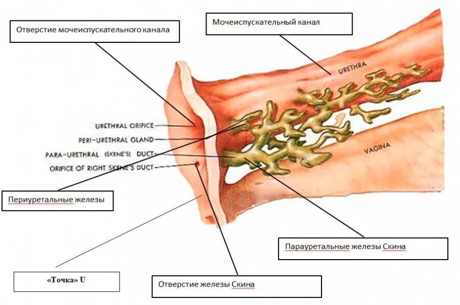 Мужской орган в женском организме
