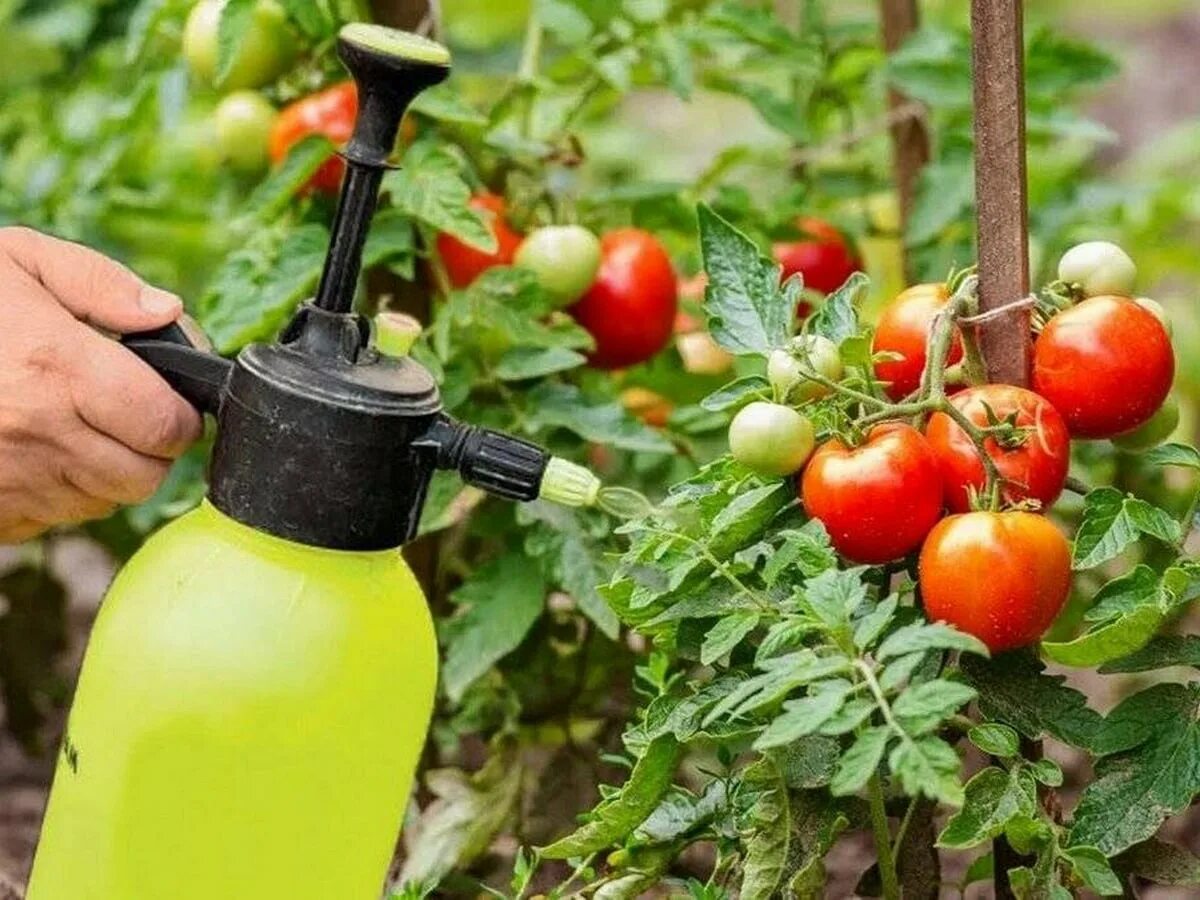 Помидоры в огороде. Удобрение для томатов. Полив томатов. Опрыскивание томатов.
