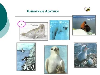 4 арктических животных