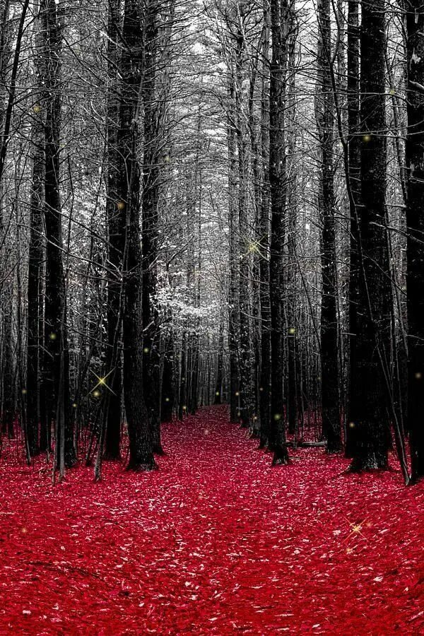 Самый черный лес. Темный лес. Пейзаж в Красном цвете. Кровавый лес. Красный цвет в природе.