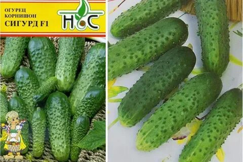 Огурцы сорт платоша