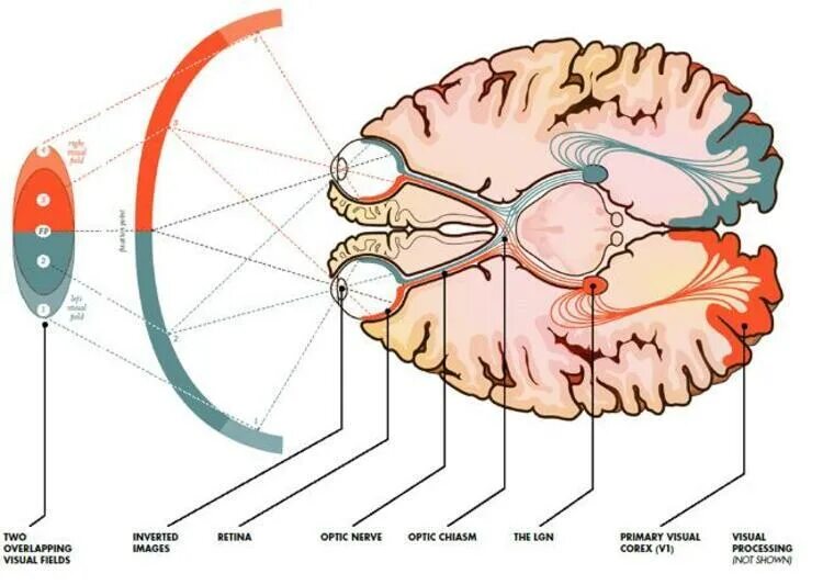 Глаза и мозг взаимосвязь. Зрительный мозг. Зрение и мозг взаимосвязь.