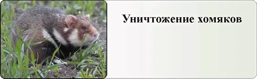 Дикий хомяк. Полевой хомяк. Хомяк в огороде. Дикий хомяк в огороде. Как избавиться от хомяка