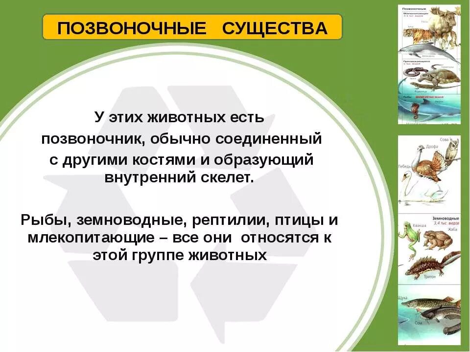 Сообщение многообразие животных. Доклад о позвоночном животном. Доклад про позвоночных животных. Позвоночные животные 3 класс. Позвоночные животные доклад.