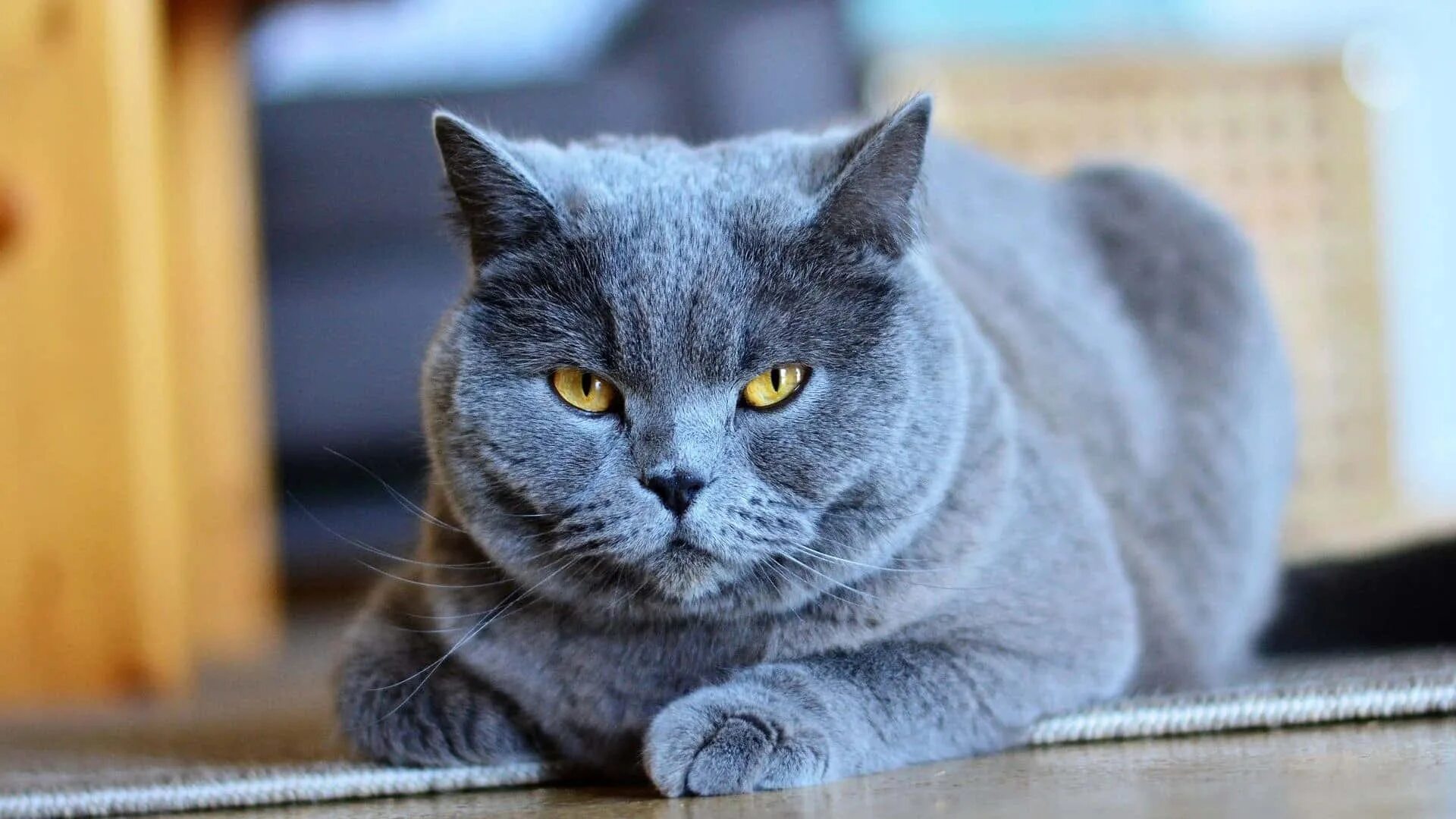 French cat. Британская короткошёрстная кошка шартрез. Скоттиш шартрез. Картезианская кошка голубая. Картезианская кошка шартрез.