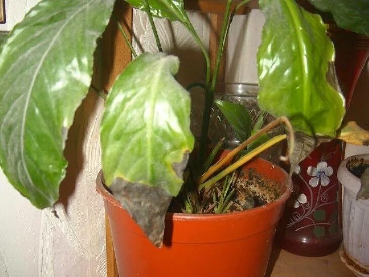 Септориоз антуриум андре. Женское счастье цветок почему сохнут кончики листьев. Женское счастье цветок почему сохнут кончики листьев. Вертициллез спатифиллума. Женское счастье цветок почему сохнут кончики листьев.