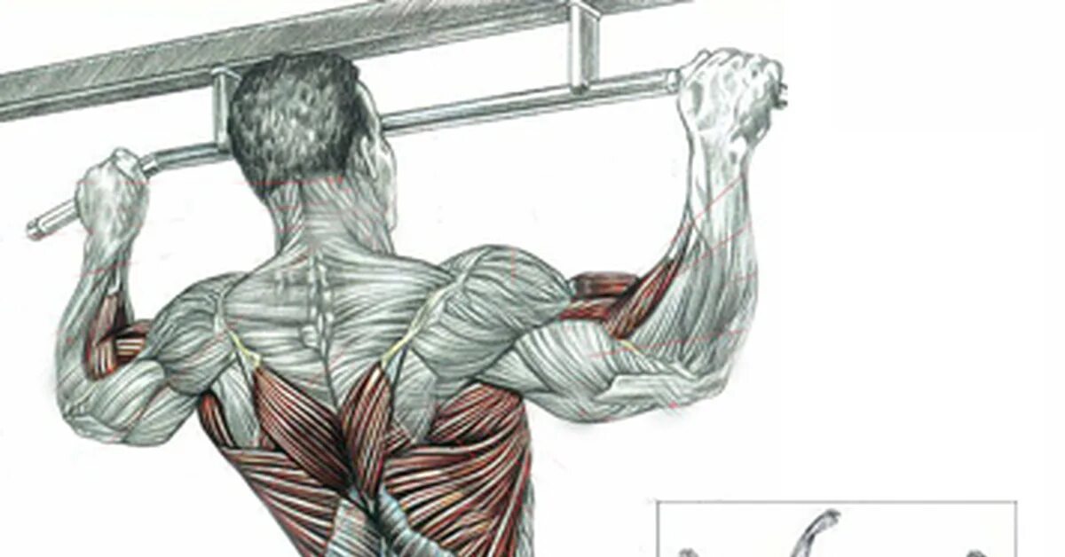Подтягивания широким какие мышцы работают. Подтягивания широким хватом мышцы. Подтягивания на дельтовидные мышцы. Подтягивание на перекладине широким хватом. Упражнения на плечи на турнике.