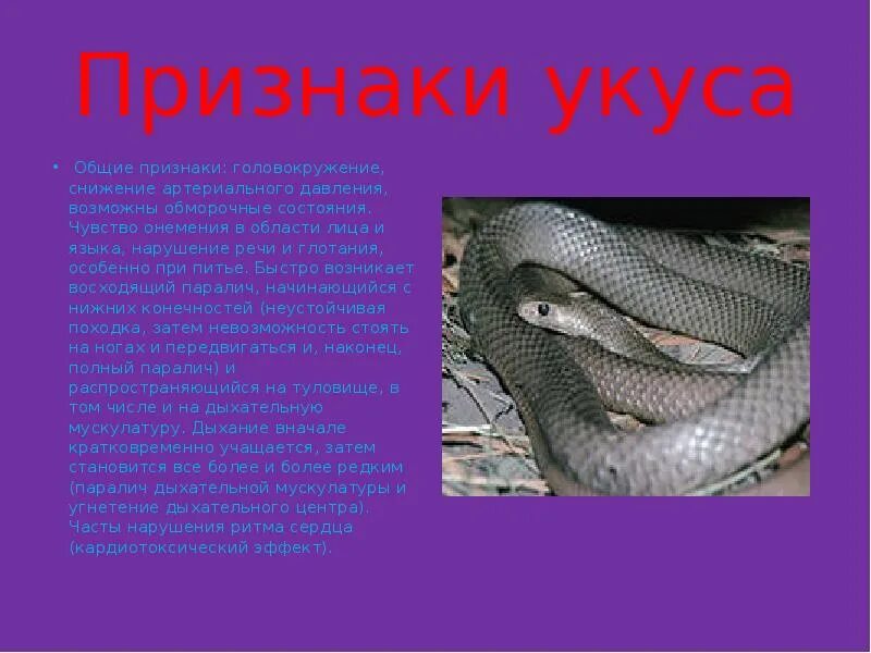 Симптомы укуса неядовитой змеи. Укусы ядовитых змей симптомы. Симптомы укуса ядовитой змеи. Укусы ядовитых змей симптомы. Признаки укуса ядовитых змей.