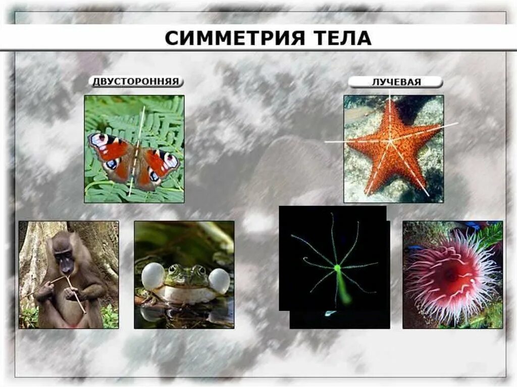 Тип симметрии двусторонняя. Лучевая и двусторонняя симметрия. лучевая симметрия тела у животных. радиальная и двусторонняя симметрия. животные с радиальной лучевой симметрией.