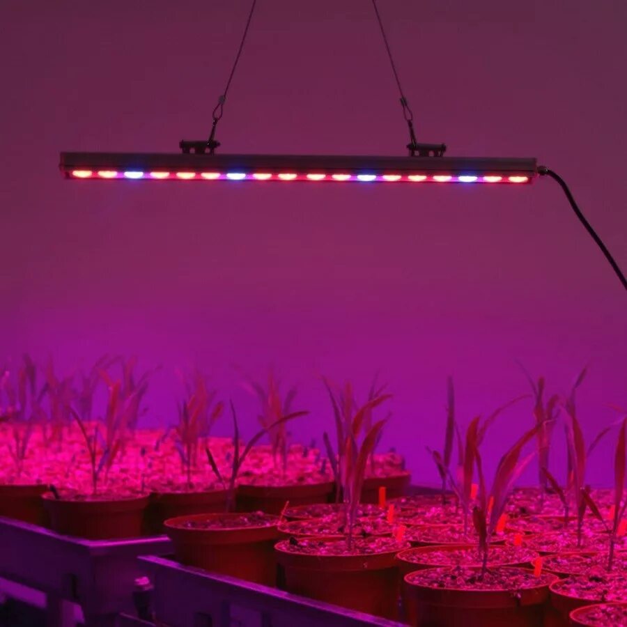 Светодиодная фитолента для растений 1м 14w,. Фитолампа led grow Light. Фитолампа grow Light 40 Вт. Лампа General 6500k 40 Вт для досвечивания рассады. Розовый свет для рассады