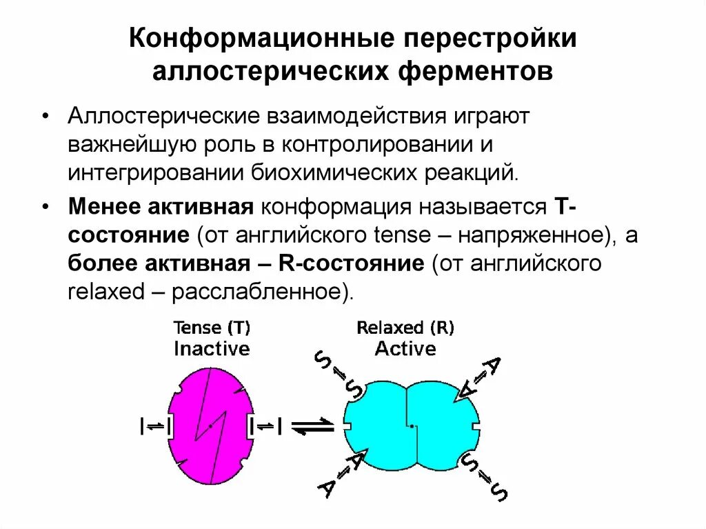 Конформация фермента. Аллостерические ферменты. Кинетика аллостерических ферментов. Роль конформационных изменений фермента при катализе. Изменение конформации фермента. Конформация фермента это.