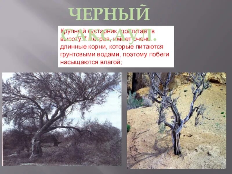 Саксаул природная зона обитания. Саксаул. Саксаул среда обитания. Саксаул ветка. Саксаул корни.