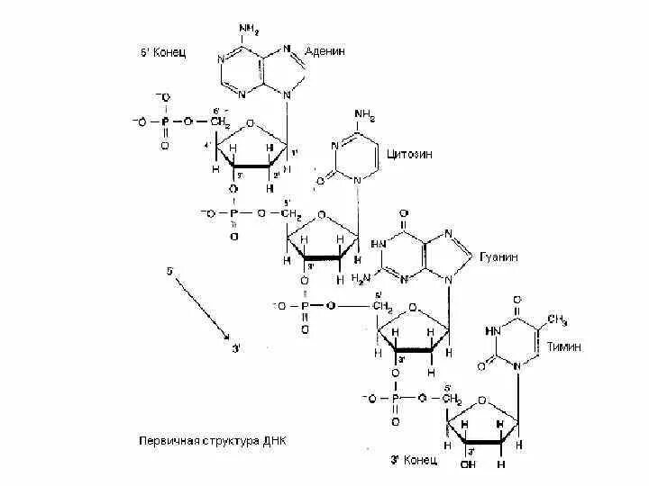 Строение ДНК биохимия. Структура ДНК биохимия. Первичная структура ДНК биохимия. Первичная структура ДНК формула.