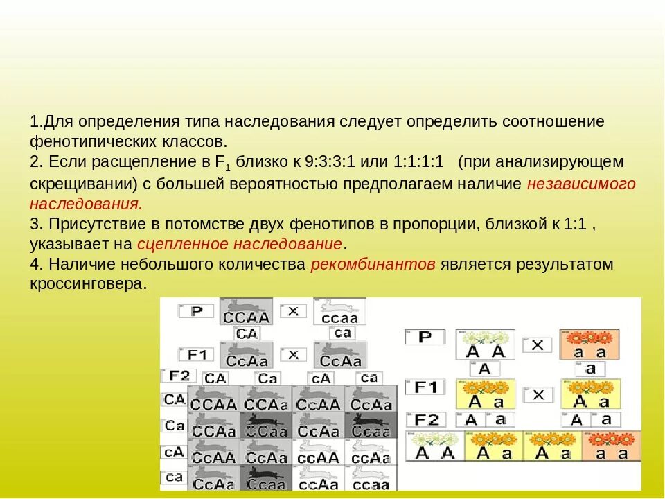 Независимое наследование признаков сколько типов гамет. Соотношение фенотипов при скрещивании. Соотношение генотипов и фенотипов. Типы наследования и расщепления. Соотношение фенотипов при скрещивании двух.