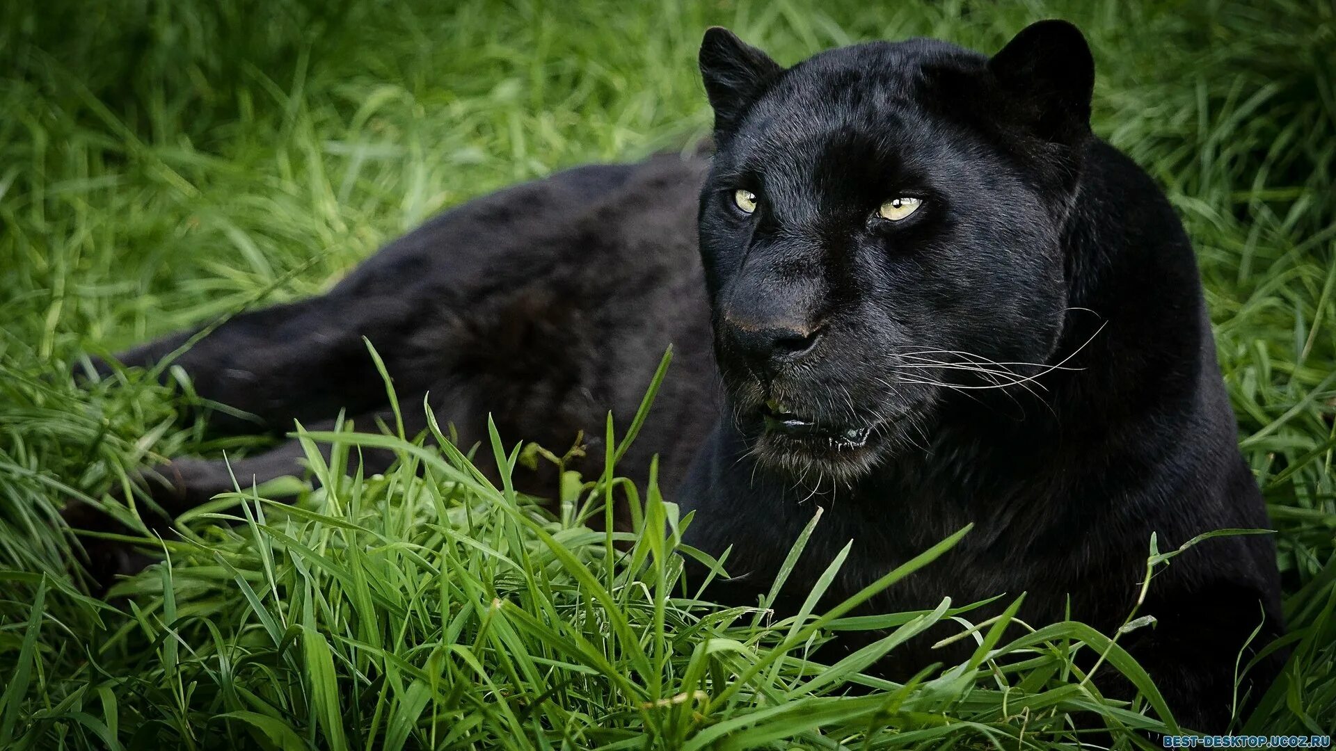 "Горная пантера" (Бергепантер). Пума Багира. Черная пантера Nat geo Wild. Пума черная и пантера.