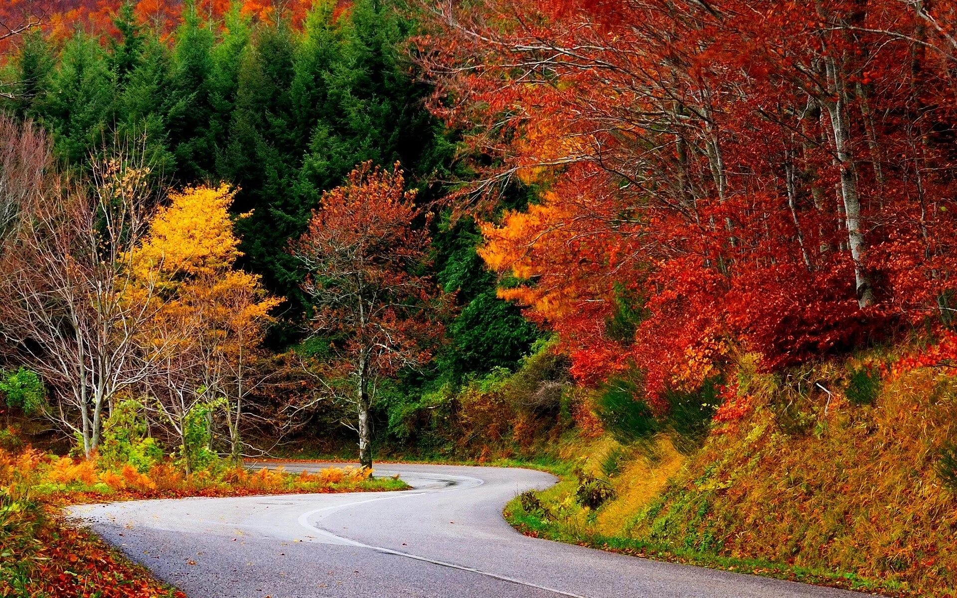 Осенний кленовый лес Вайоминг. Осень. Природа осень. Красивая осень. Fall around