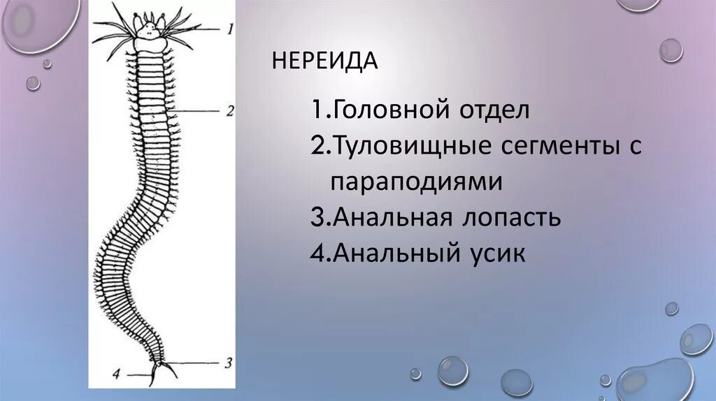 Нереида морская нимфа. Канадский художник джонатан эрл боузер. Нереис кольчатый червь. Многощетинковый червь нереис строение. Многощетинковый червь нереис.