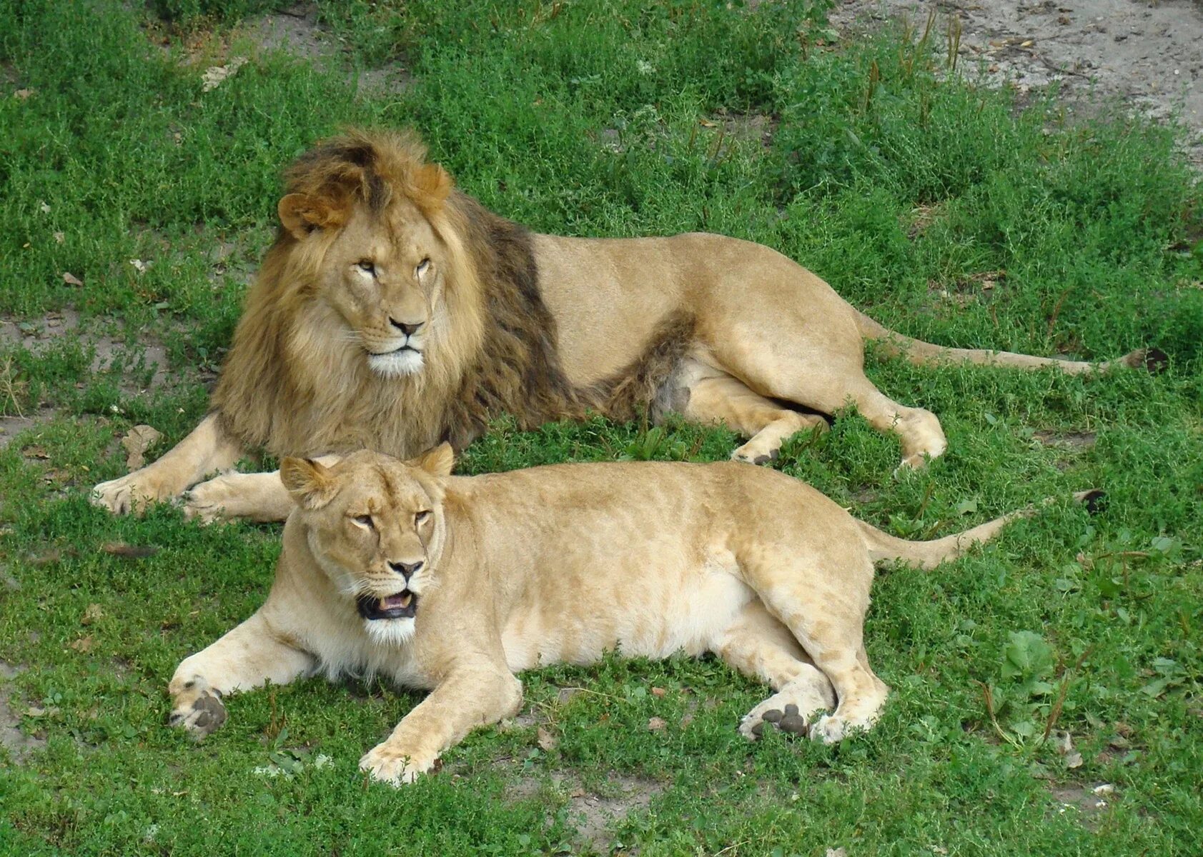 Отряд хищники. Костромской зоопарк Африканский Лев. Сафари парк Краснодар животные.