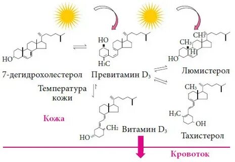 Синтез витаминов в коже