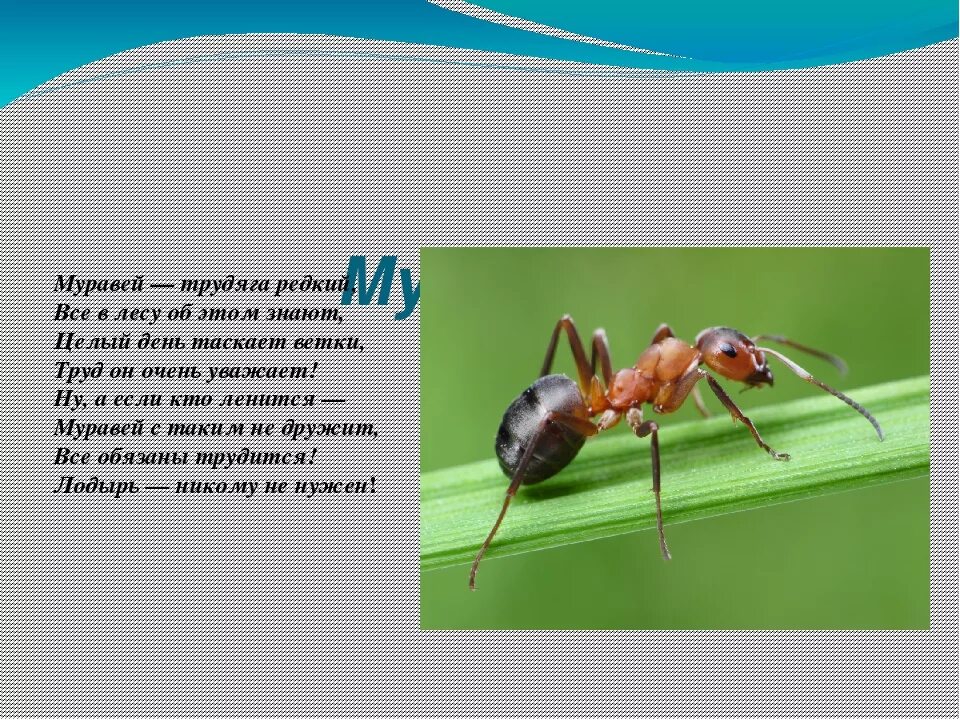 Стих про муравья. Муравей. Стихотворение про муравьев для детей. Загадка про муравья. Текст муравей 2 класс