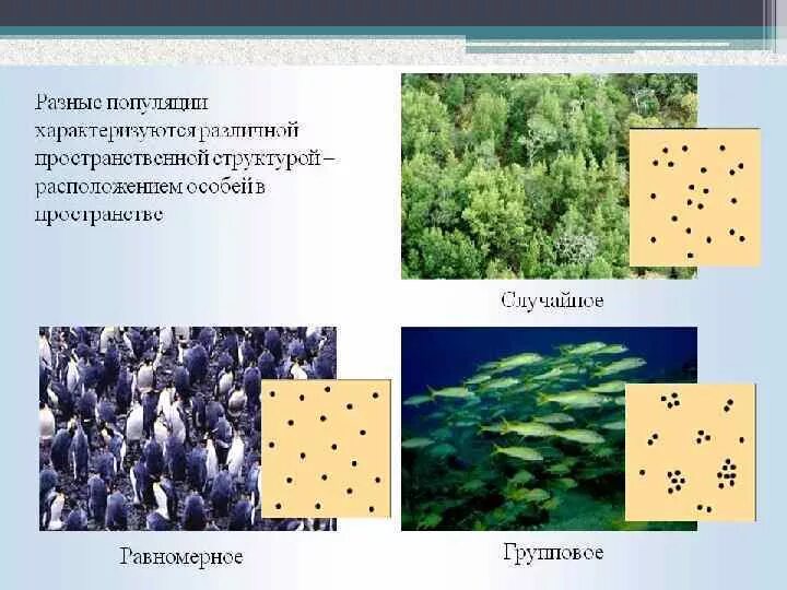 Структура популяций растений. Структура популяции. Пространственная структура популяции. Структура популяции это в экологии. Равномерная структура популяции.