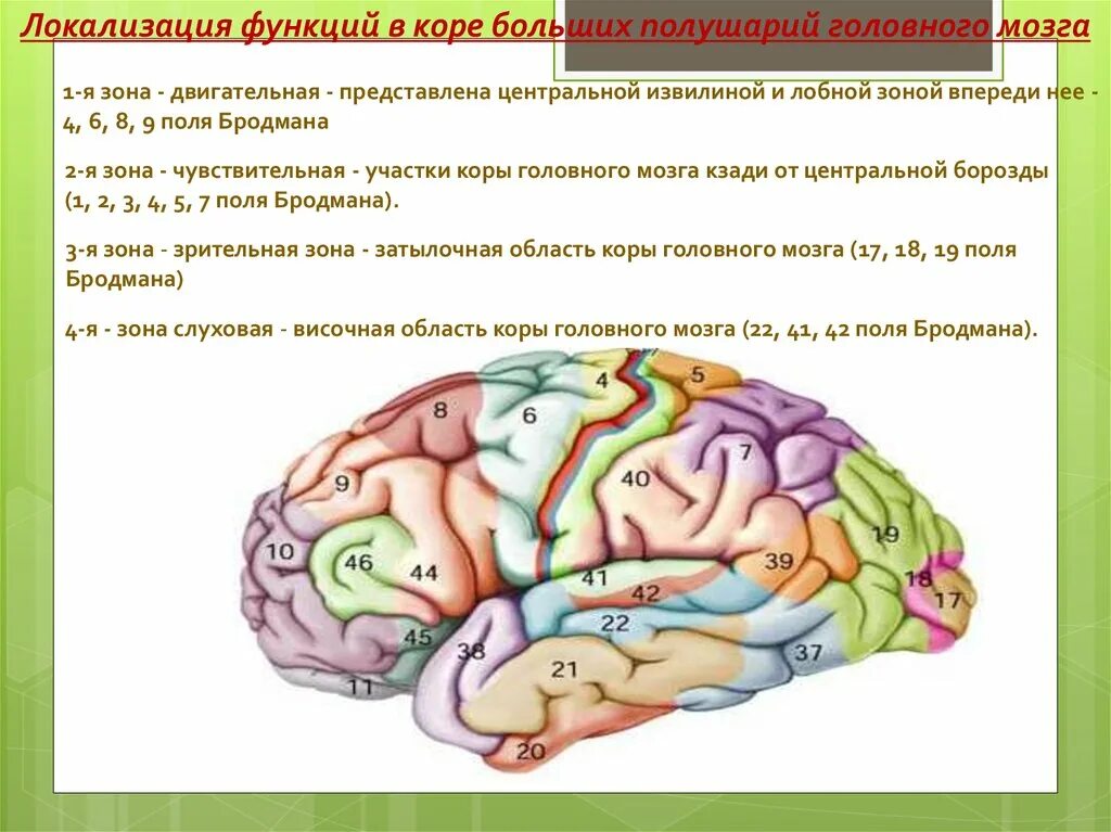 Чувствительные зоны коры больших полушарий. Локализация функций в коре больших полушарий головного мозга. Локализация функций в коре большого мозга. Локализация функций в коре больших полушарий. Локализация функций в коре полушарий большого мозга.