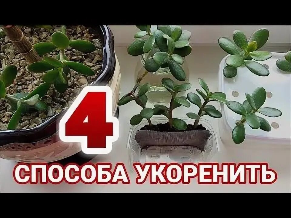 Как размножается толстянка. Крассула размножение черенками. толстянка черенкование. укоренить денежное дерево. черенок денежного дерева.