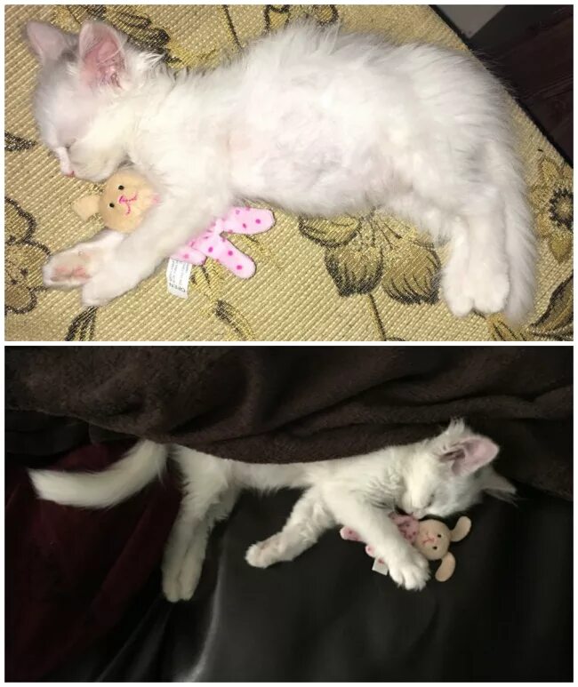 Почему умирают котята. Почему умирают котята. Почему умирают котята. Почему умирают котята. Кот и ума.