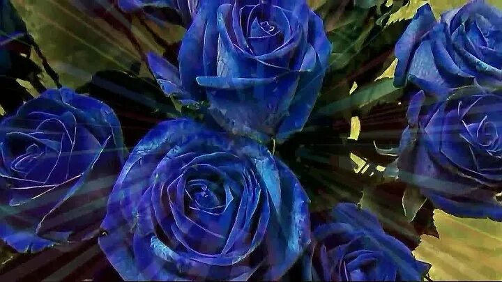 Песни синие розы