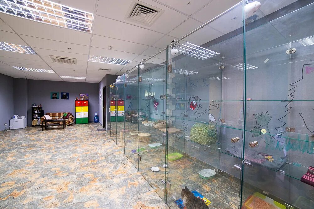 элитная гостиница для кошек. гостиницы для животных нижний. зоогостиница для кошек. гостиница для кошек в нижнем новгороде. элитная гостиница для кошек.