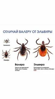 Не кузнец а с клещами ответ