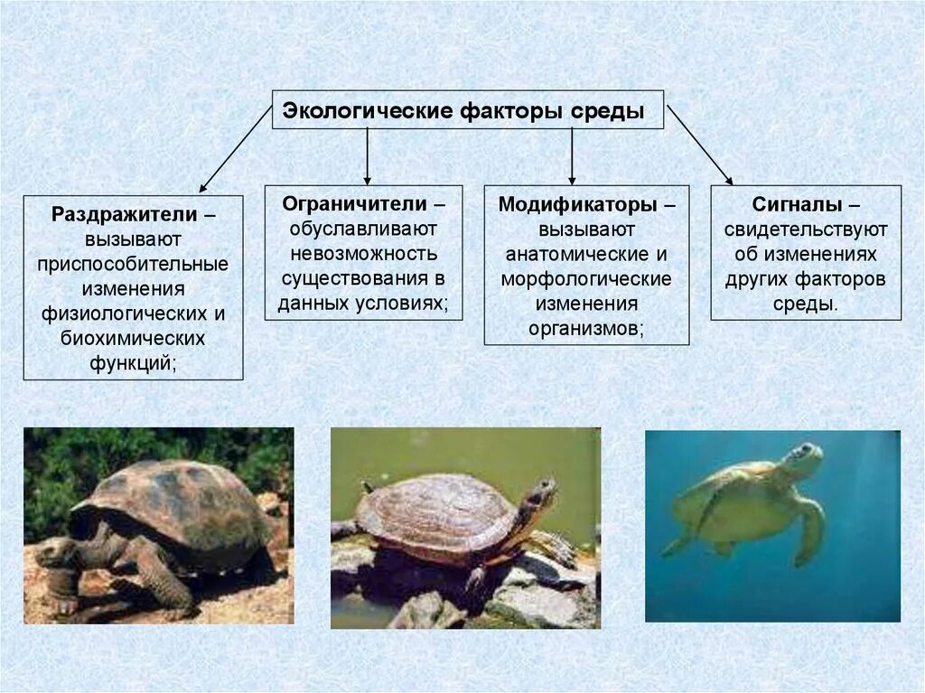 Слой адаптации. Экологические факторы. Адаптация организмов к факторам среды. Адаптация животных к окружающей среде. Экологические факторы раздражители.