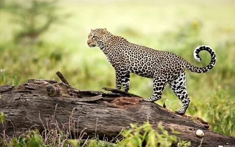 Животные wildlife