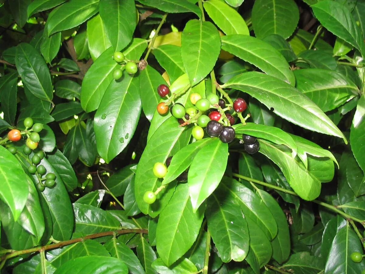Cherry Laurel 'Centre Court ™' Shrubs for Sale FastGrowingTrees.com