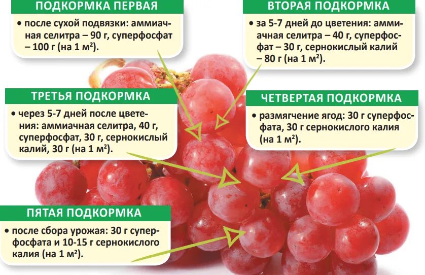 Чем обработать вишню после цветения. Схема подкормки крыжовника. Таблица подкормки винограда. Подкормка винограда весной схема. Таблица внесения удобрений винограда.