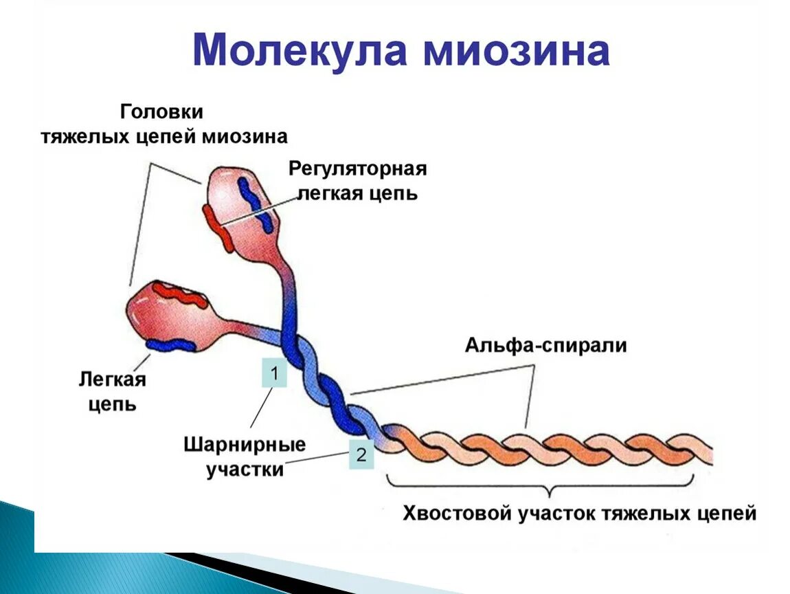 Белок миозин 2. Строение белка миозина. Миозин 2. Миозин структура белка. Схема строения миозина.