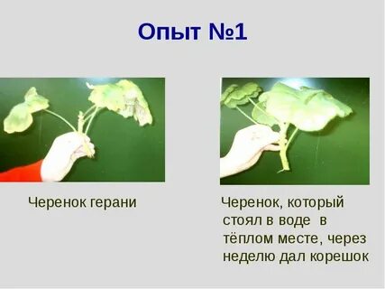 Который стоял как